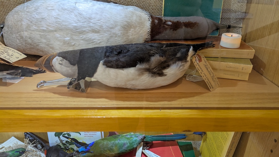 More specimens at the show.