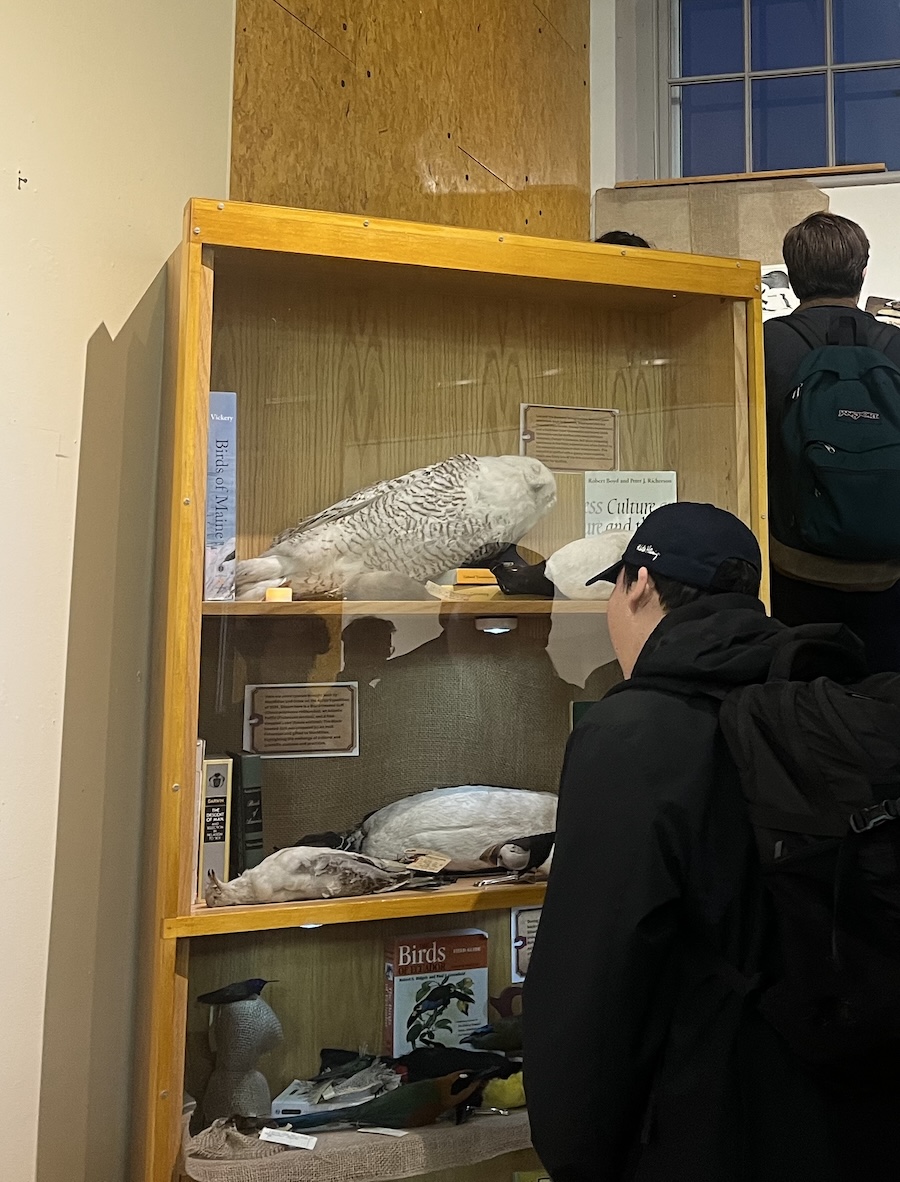 Student looks closely at stuffed owl