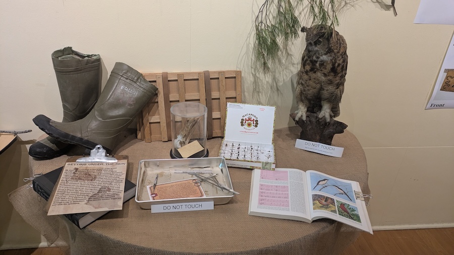 insects and stuffed birds