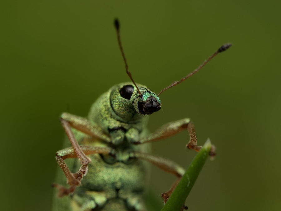 Beautiful beetle with green background