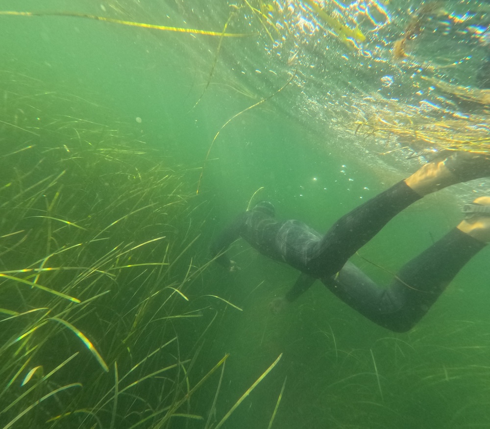 A Coastal Studies Semester student snorkeling in an eel grass meadow in fall 2024