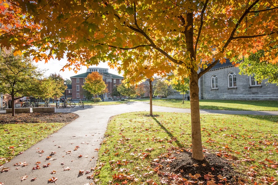 Beautiful trees on campus