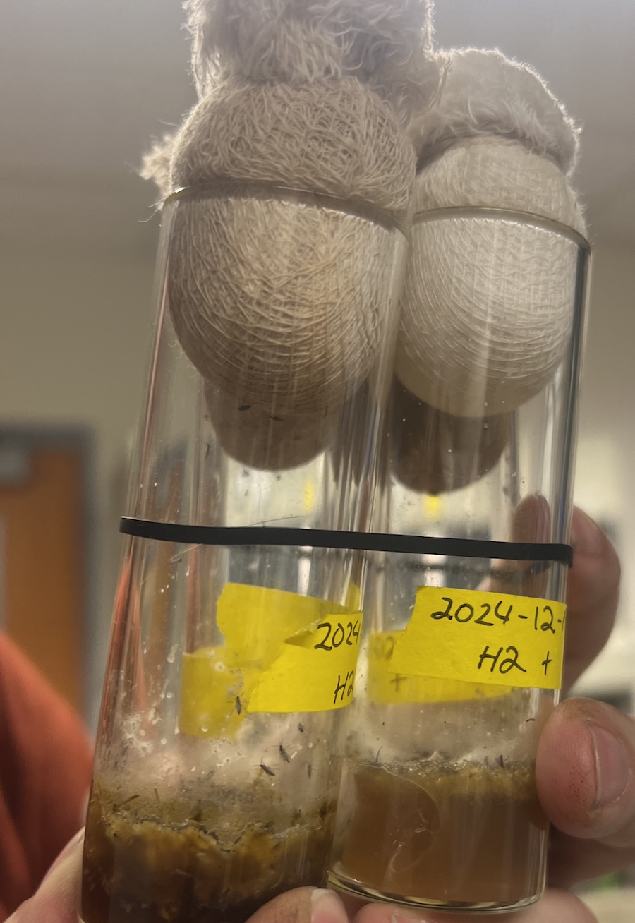 Close-up of the gnats