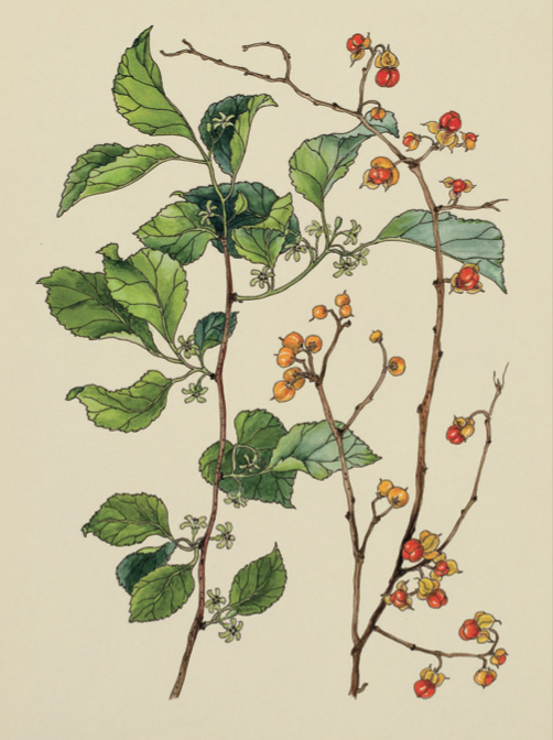 Geraldine King Tam, Bitters