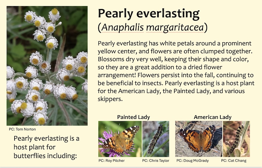 Label for a native flower