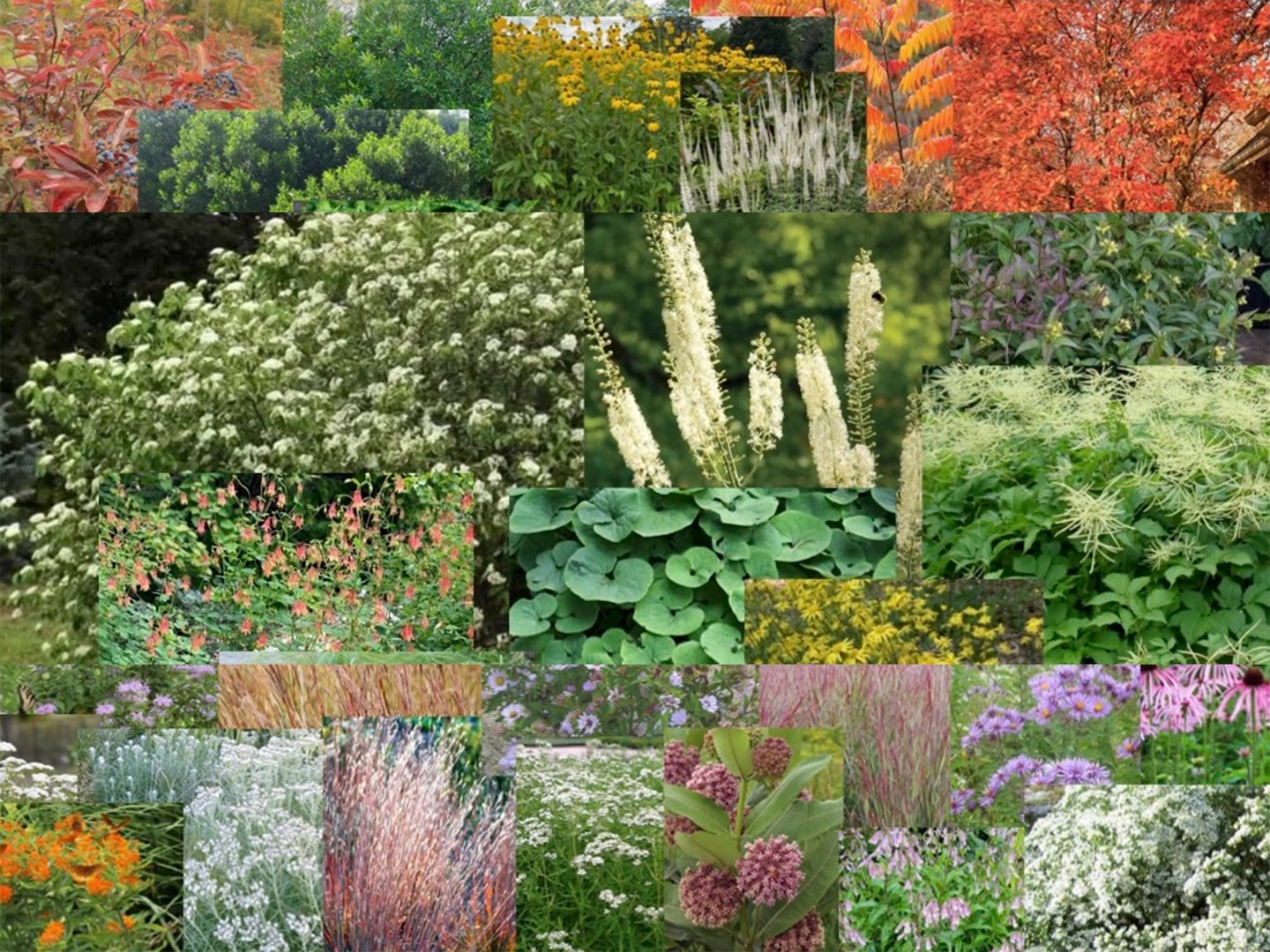 Pollinator collage
