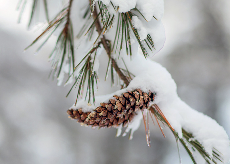 A snowy pinecone on the Bowdoin campus.