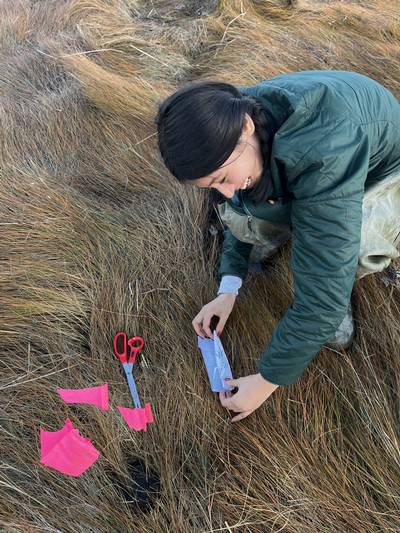 amelia alpren28 in maine salt marsh