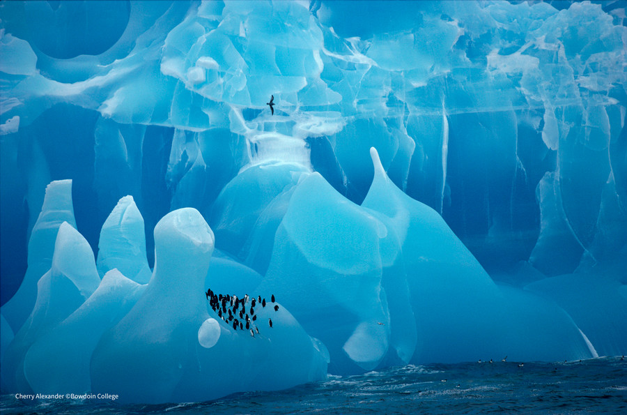 alexander photo of chinstrap penguins on rare blue iceberg 1995