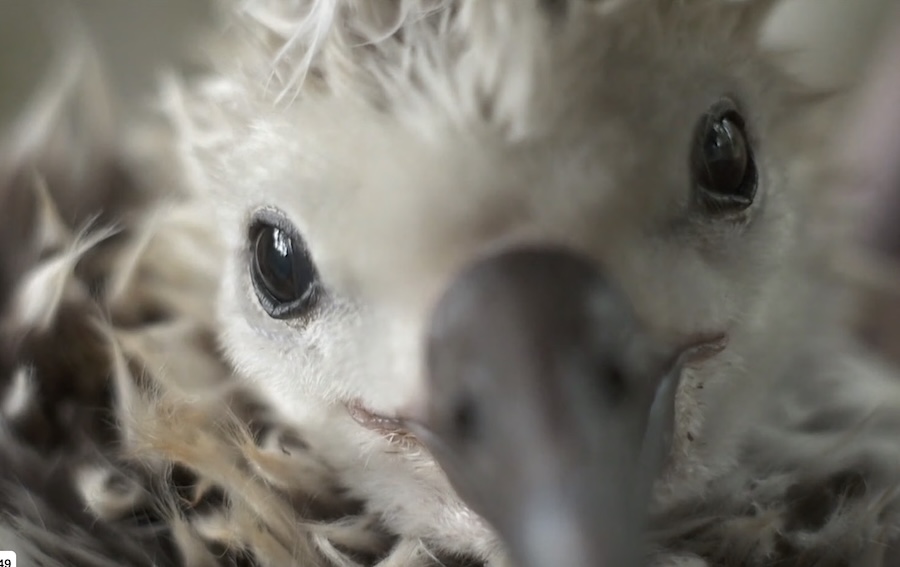 albatross chick