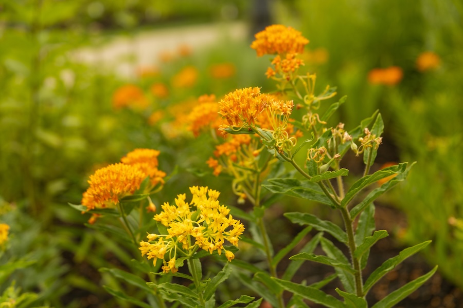 Butterfly weed