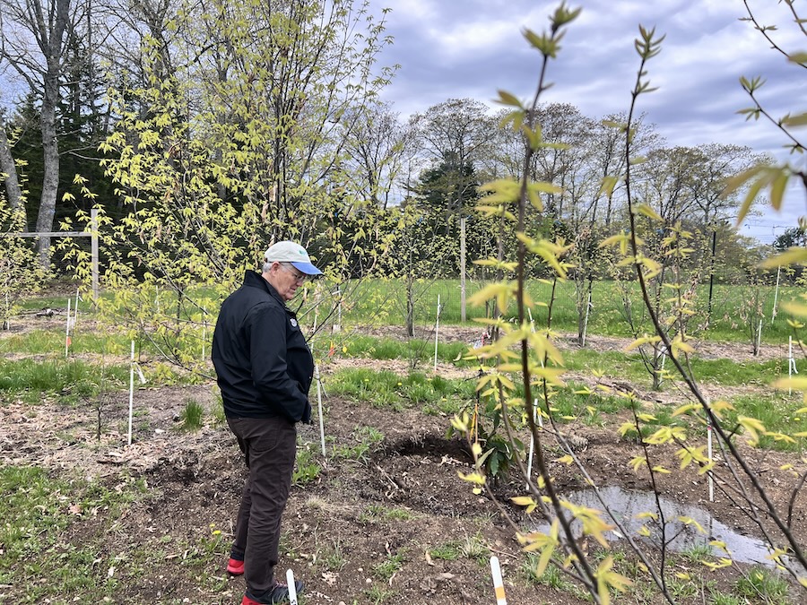 Seth looks at the ditches where the two chestnut trees once stood.