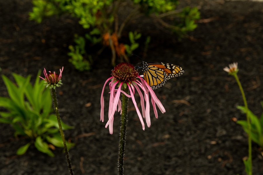 coneflower with momarch