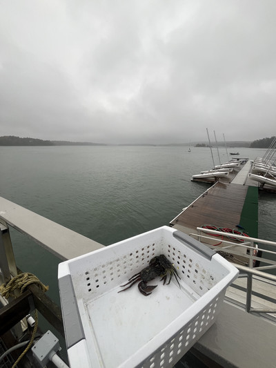 crabs in white box at schiller dock