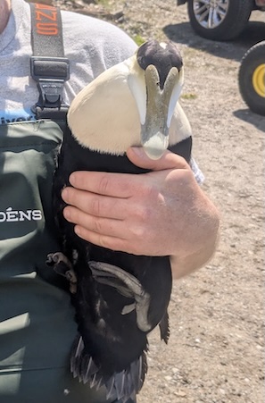 captured eider duck to be tagged at schiller