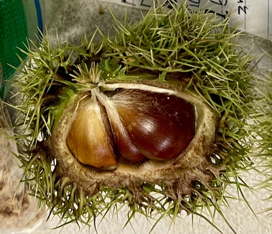chestnut nut
