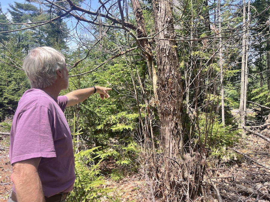 Klak with Log Landing Tree