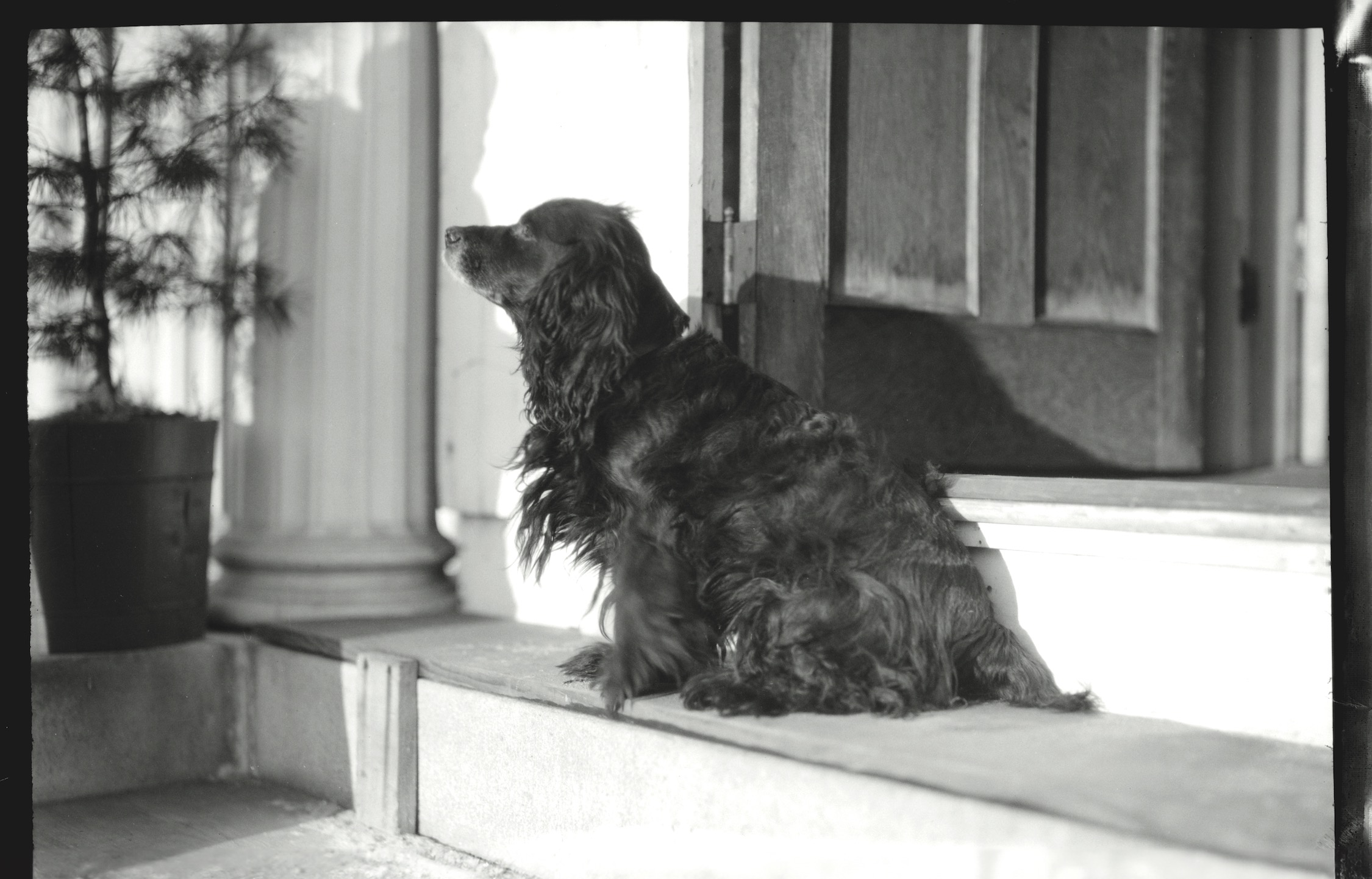 Portrait of Byng, a cocker spaniel owned by President Kenneth Sills. Several dog portraits appear in the collection.