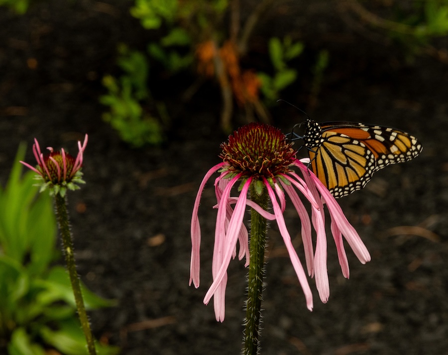 Butterfly on coneflower at the garden
