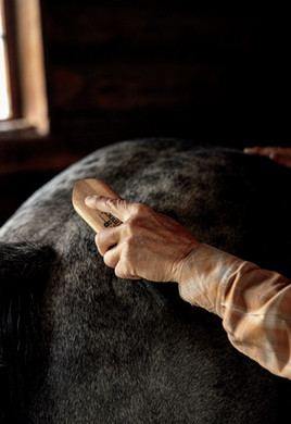 Hibbard brushes Teddy. Photograph by Rebecca Stumpf