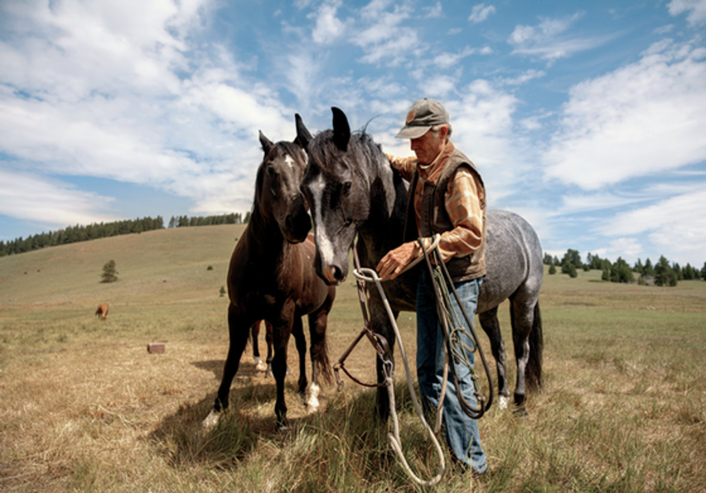 Hibbard slips rope halters over Teddy and Mojo before leading them to the barn. Photograph by Rebecca Stumpf