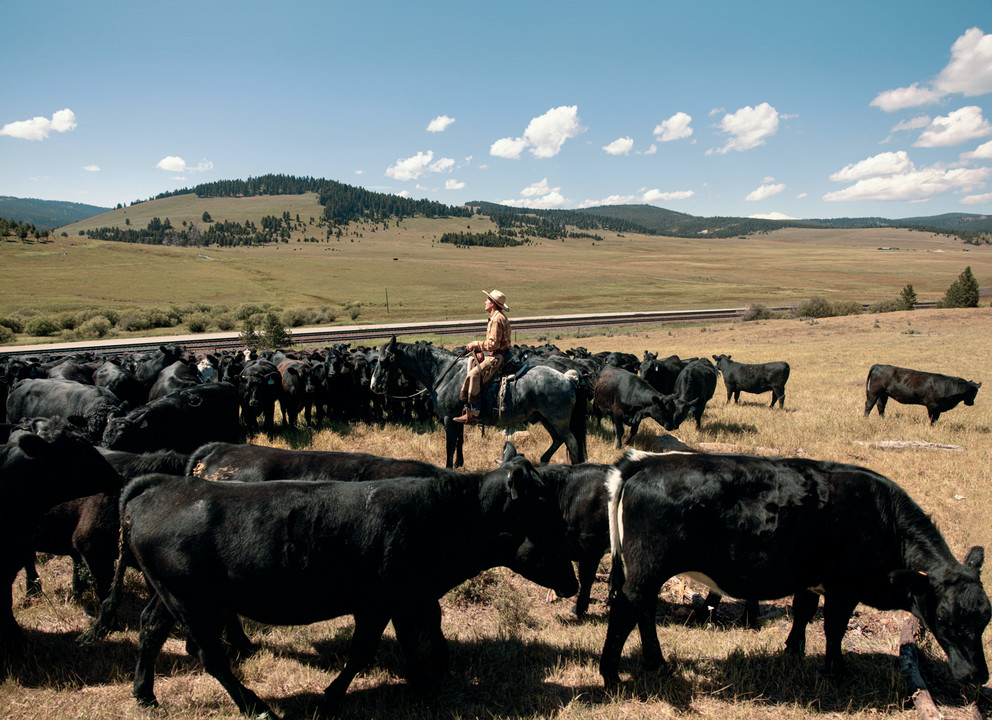 Hibbard drives cattle in his signature low-stress style on his ranch near Helena, Montana. Photograph by Rebecca Stumpf