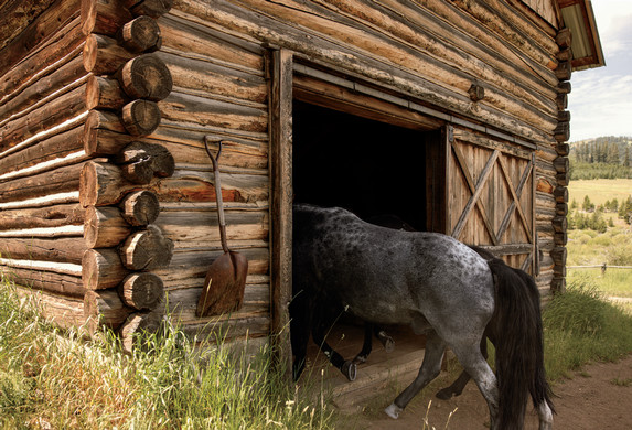 Teddy walks into the barn. Photograph by Rebecca Stumpf