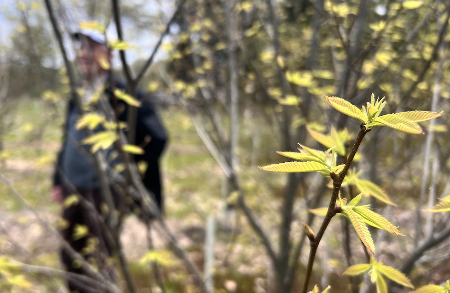 Seth stands behind a leafing chestnut