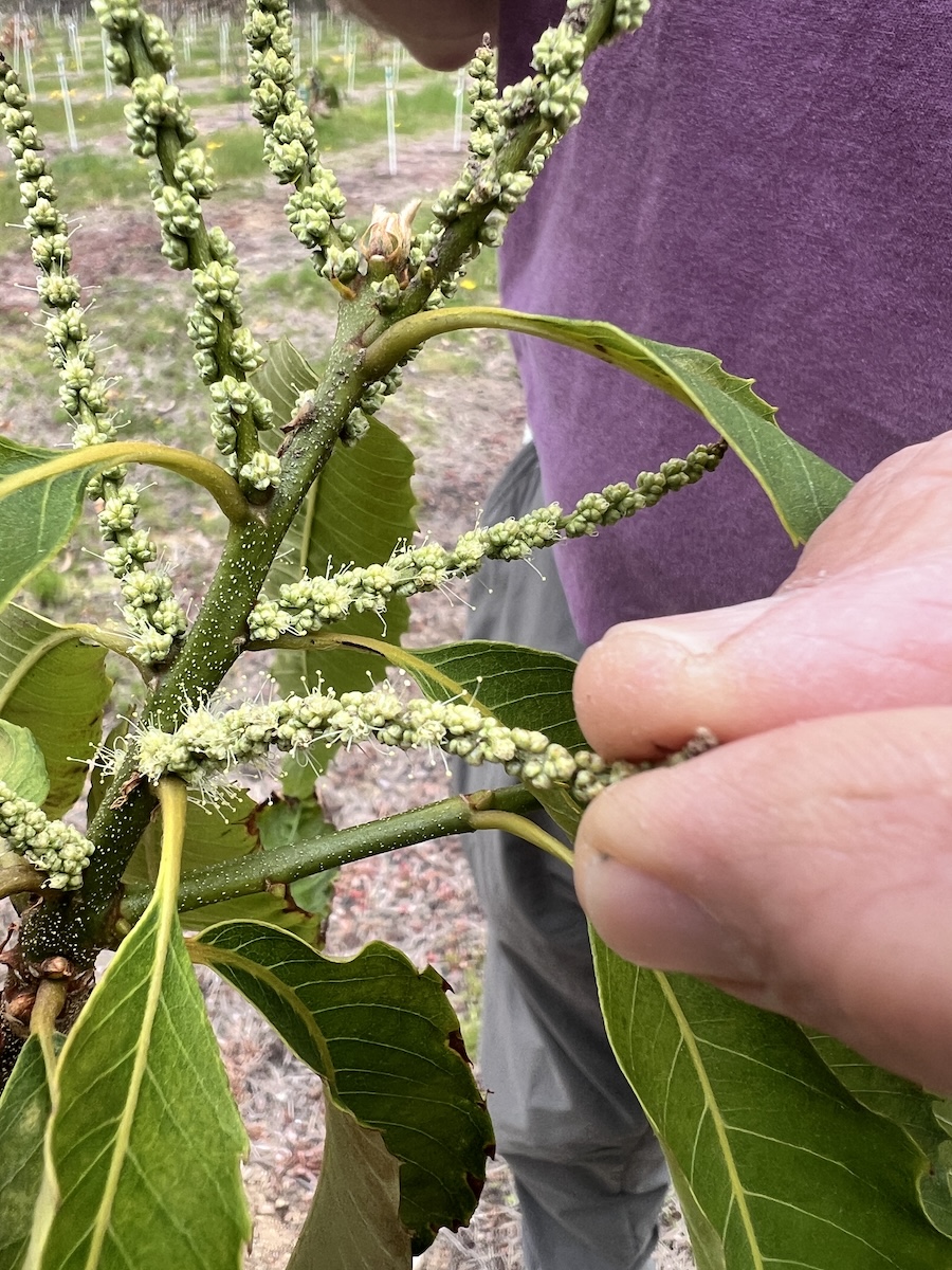 chestnut flowers