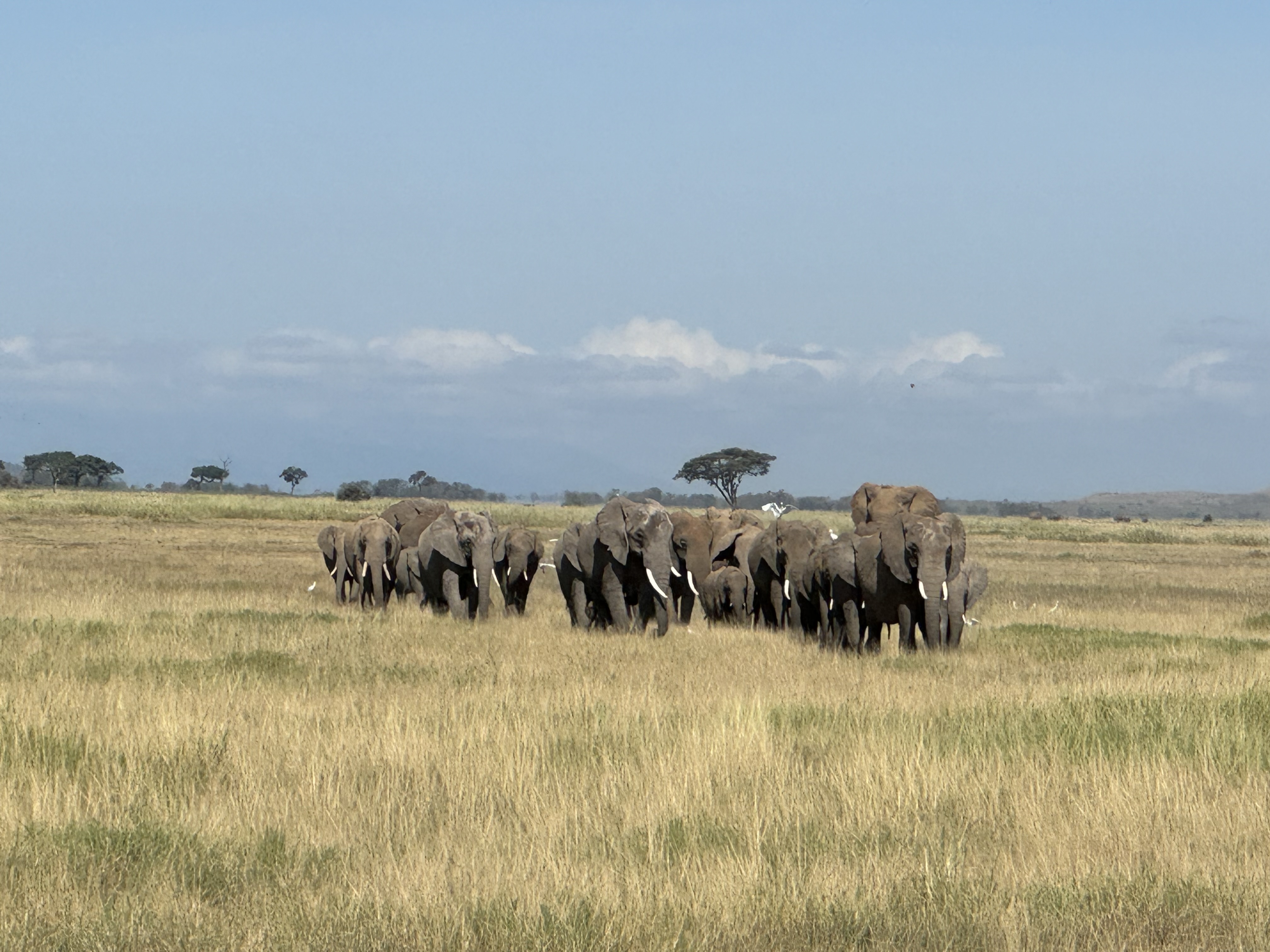 Elephant herd in Kenya.