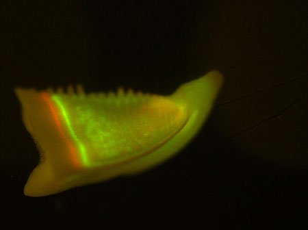 striped urchin jaw photo