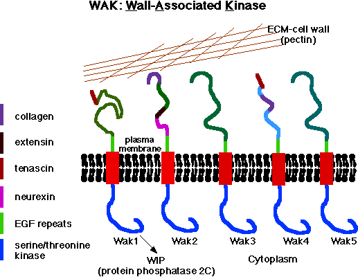 5 Waks Model Image