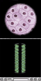 AP Cells microscopic image