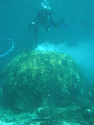 michele lavigne drilling big coral picture