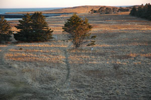 borealis island ecology photo