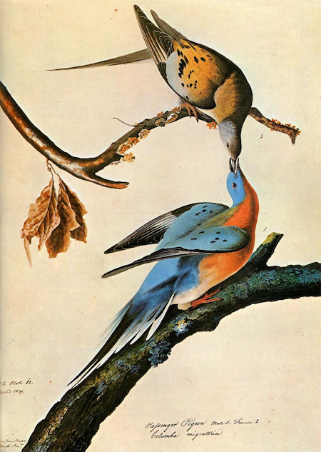 passenger pigeon exhibition book cover