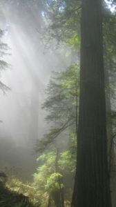Coastal Redwoods picture