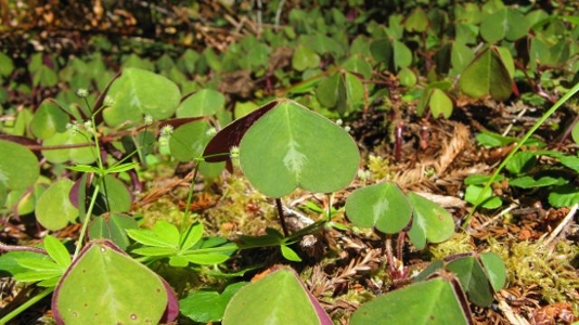 oxalis sunfleck photo