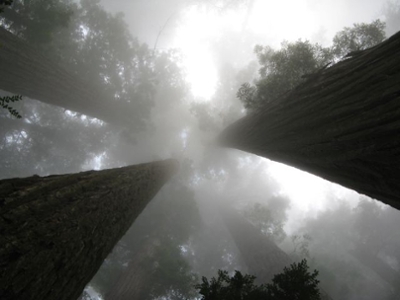 Photo of redwoods trees