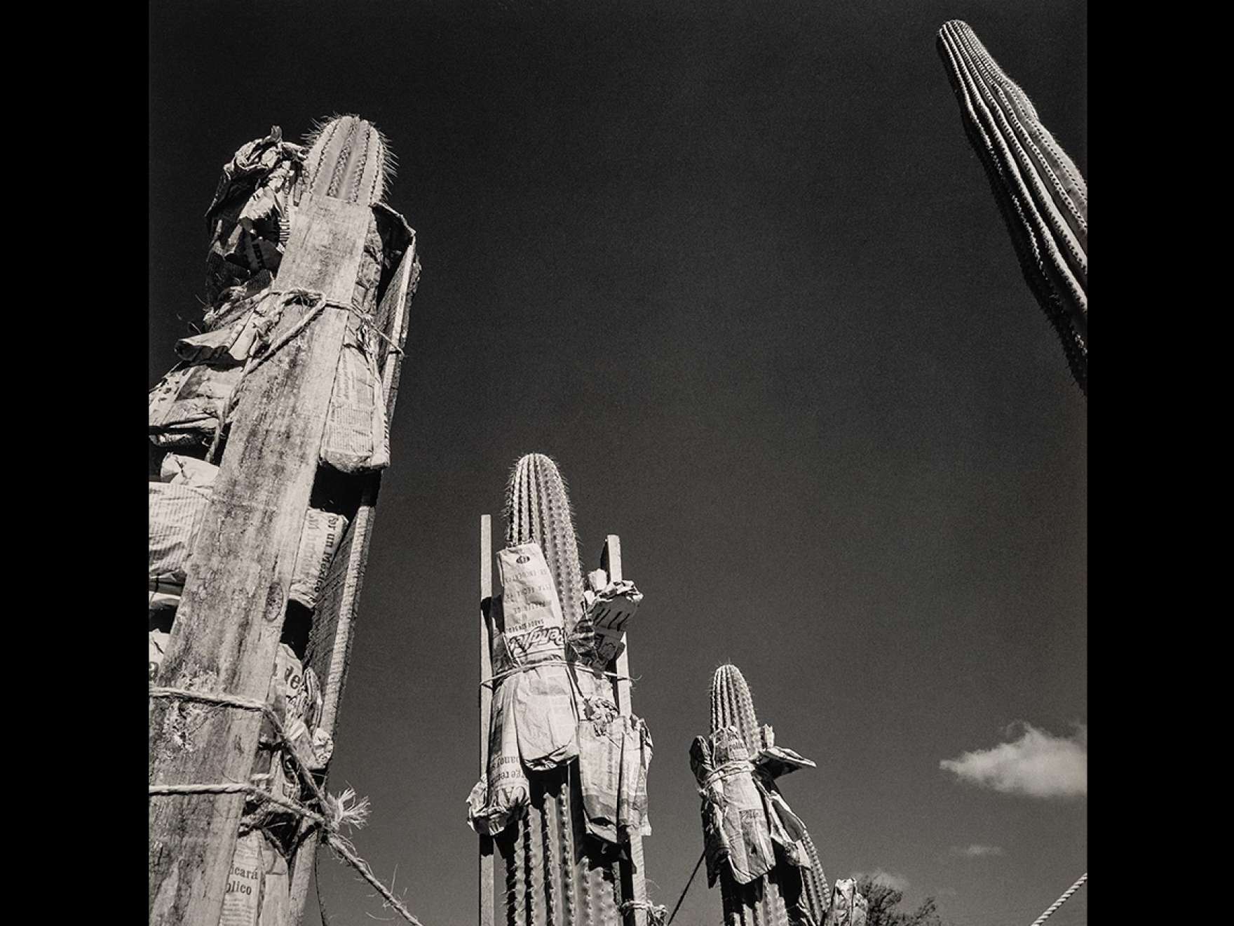 Graciela Iturbide's photograph Botanical Garden