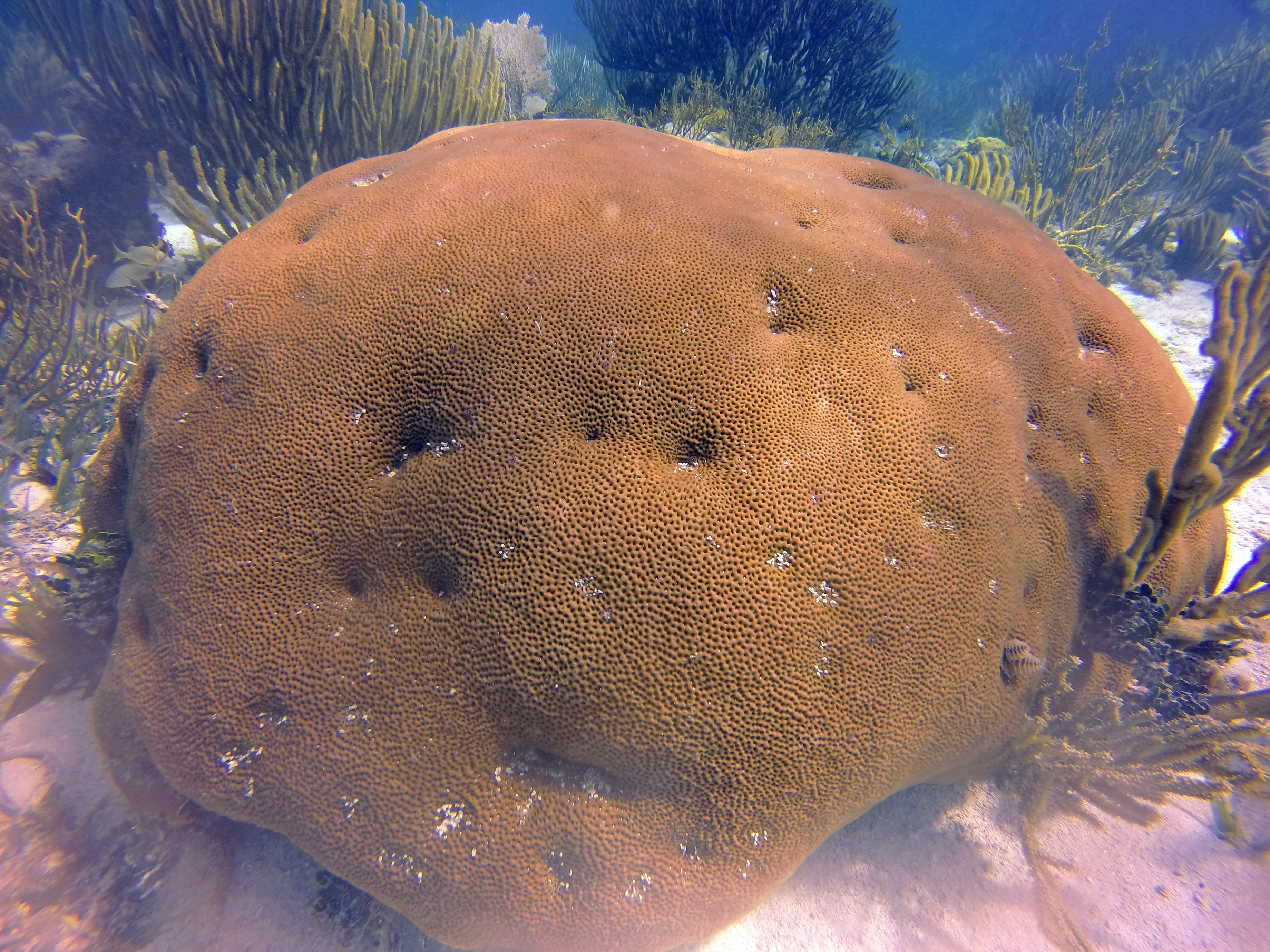 Massive Starlet Coral