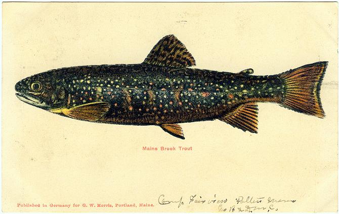 Maine Brook Trout
